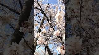 日本樱花绽放！Cherry blossoms,so beautiful   flowers!