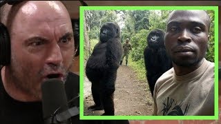 Joe Rogan | Imagine Seeing a Gorilla if They Didn't Exist