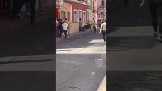 Cogida de las vaquillas en Espańa toros #miami #toroenespańa #torero #vaca #vacas plaza de toros