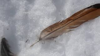 Scattered Feathers of Copper Pheasant in Snowy Mountain