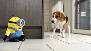 Why Beagles Are the Best: Funny Puppies, Costumes, and Adventures!