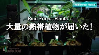 【大量】熱帯植物の開封\u0026紹介 [ アグラオネマ・ホマロメナ・ベゴニア etc. ]