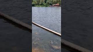 മീനുട്ട് 🙏🙏/meenootu/fish feeding/shorts/shot/viral shorts/vpm family vlogs 😍🥰