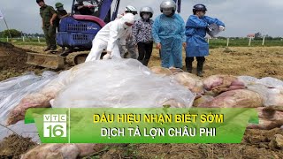 Dấu hiệu nhận biết sớm dịch tả lợn Châu Phi | VTC16