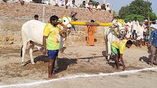 13వ జత R K బుల్స్**అత్తోట శిరీష చౌదరి, శివకృష్ణ చౌదరి *వేటపాలెం గ్రామం**చుండూరు మండలం 4250 అడుగులు*