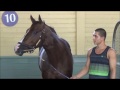 american pharoah beholder dortmund u0026 talco sept. 26 2015 at santa anita park