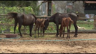 Ölüme terk edilen yük hayvanlarına ikinci baharlarını yaşatıyorlar