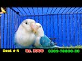 6 love birds deal cheap price 2025 welcome birds offer