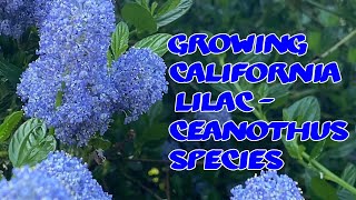 Growing California Lilac - Ceanothus