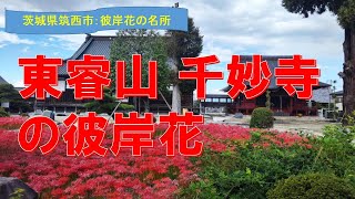 【東睿山 千妙寺】茨城県筑西市にある、東の比叡山と称される天台宗の名刹でゆっくり彼岸花鑑賞してきました！