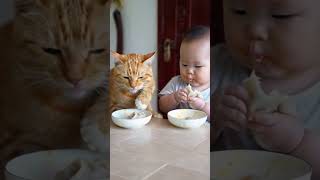 The daily life of little yellow cats and human babies