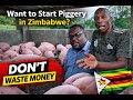 Want to Start Piggery in Zimbabwe? Watch This Before You Waste Money