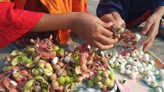 Manila tamarind (pithecellobium dulce) | camachile fruit | Jalebi fruit | Madras thorn