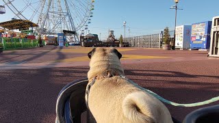 観覧車に乗りに来たのにずっとスタッフさんにお尻を振っているパグ…笑