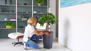 Money Tree Potted In Lechuza Cubico Planter