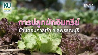 KU คู่ชุมชน : Ep.14 การปลูกผักอินทรีย์ บ้านดอนศาลเจ้า จ สุพรรณบุรี mp4