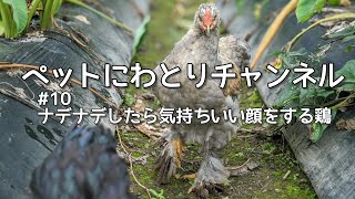 世界最大級の鶏ブラマ　#10　なでたら気持ちいい顔をします