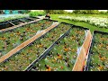 Genius Methods for Raising Ornamental Fish -Harvesting fish and Transferring thousands of small Fish