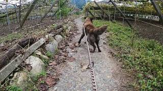 ぶどう農園の作業　愛犬と散歩　夕のルーティン　肌寒い夕方　曇りの一日　 愛犬と畑を回る　生育状況　新品種　ぶどう農園　日々の暮らし　自然　ペット