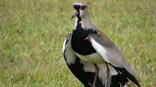 Quero-quero tem ferrão espinho na asa? canto do quero quero