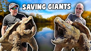 Rescuing GIANT Alligator Snapping Turtles
