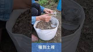 花生(土豆仁)育苗種植方法