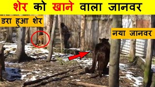 इस ख़तरनाक जानवर को देखते ही शेर कांपने लगता है । Craziest Hybrid Animals Created by Scientist