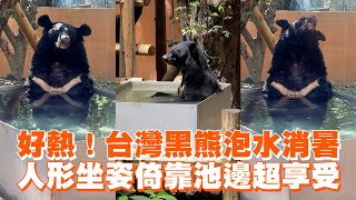 好熱！台灣黑熊泡水消暑　人形坐姿倚靠池邊超享受🥰｜高雄壽山動物園｜野生動物｜精選影片