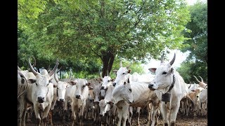 தேனி மலை மாடுகள்: Theni Malai Madu (Hill Cattle )