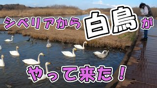 【シベリアからのインバウンド白鳥！】＃茨城県常総市ふれあい広場＃道の駅常総