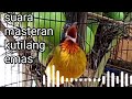 suara masteran kutilang emas