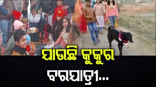 ଯାଉଛି କୁକୁରର ବରଯାତ୍ରୀ... | Odisha Reporter