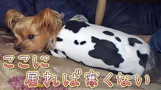 【ヨークシャテリア】寒すぎるのでコタツでくつろぎタイム【Yorkshire Terrier】