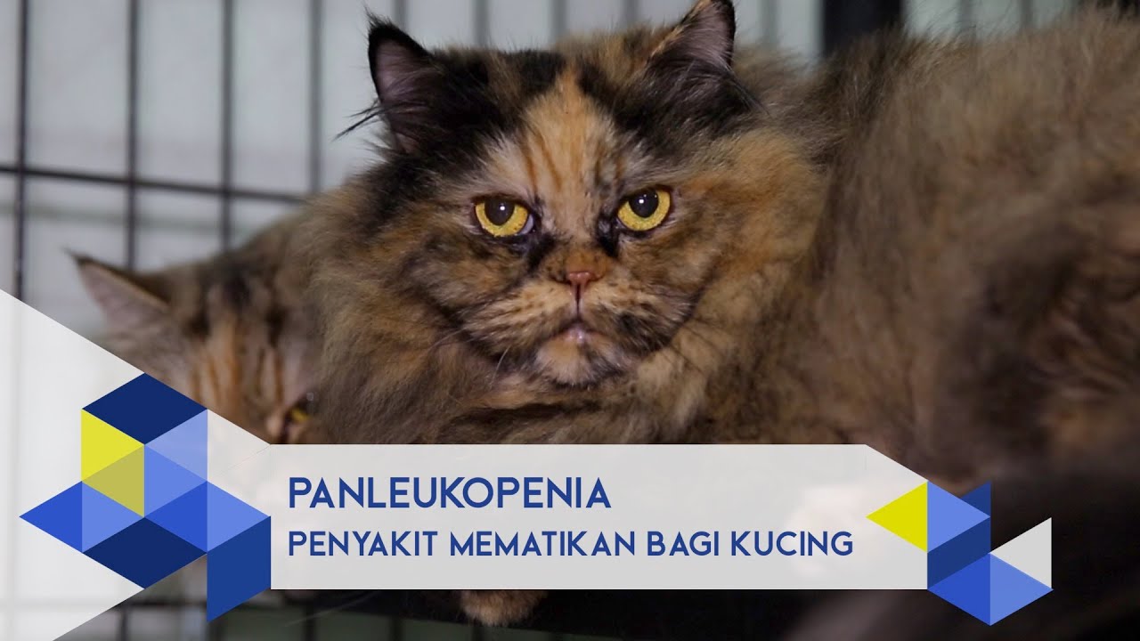 Penyakit Kucing Mematikan - Homecare24