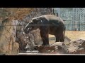 僕怒ってます。【2023年8月4日】【上野動物園】アジアゾウ