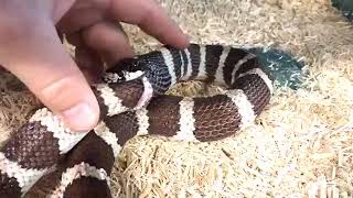 Reptile sanctuary saves king snake from eating itself