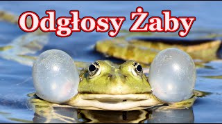 Odgłosy żaby 🐸 rechot żab