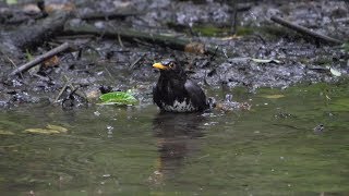 河口湖フィールドセンターのクロツグミ（雄）の水浴び　その９（4K60P動画）