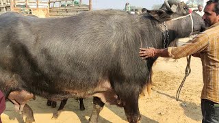 मंडी डबवाली से हाथी जैसी भैंस खरीदे इस कीमत में | mandi dabwali panjab buffalo video