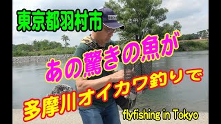 オイカワのフライフィッシング　驚きの魚も！　flyfishing in Japan