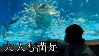 【島根】アクアス水族館でイルカたちのショーに感動した