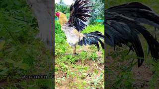 @asramamsudhir  #asramamsudhir  #birds #birdslover  #karrisudhakareddy garu