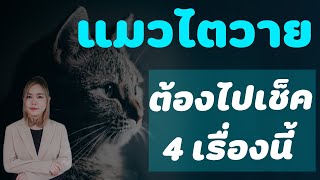 แมวโรคไต ต้องไปเช็ค 4 เรื่องนี้