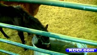 Injured, malnourished horses rescued