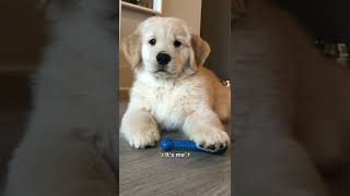 Hi 🥺👋🏻 #dogs #shorts #dogmom #funnydogs #comedy #puppies #tiktok #reels #goldenretriever
