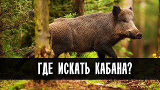 ✅ ОХОТА НА КАБАНА. ГДЕ ИСКАТЬ ДИКОГО КАБАНА? where to look for a wild boar?