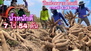 ปีแห่งความโชคดีของการปลูกมันสำปะหลัง น้ำหนักดี 54 ตันต่อ 7 ไร่ ราคาดี 3.35 บาทในรอบ 4 ปี