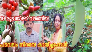 അടുക്കളത്തോട്ടത്തിലെ പച്ചക്കറി കൃഷിയും പഴങ്ങളൂം Kitchen Garden || Vegetable Farming || Fruit Farming