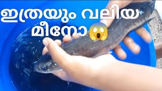 കാരിയും വരാലും ഒരു ടാങ്കിൽ😱|Tank Cleaning and Fish buying 💕#thedailybeat