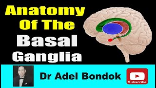 Anatomy of the Basal Ganglia, Dr Adel Bondok